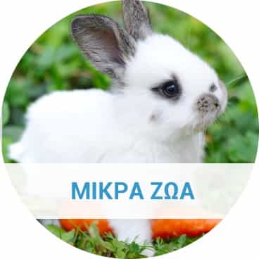 proionta_frontidas_gia_kounelia_xamster_tsintsila