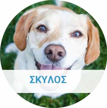 ta_panta-gia_to_skylo